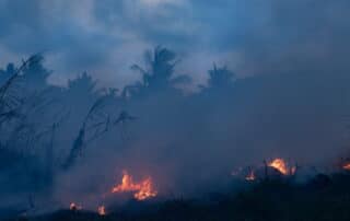 Smoke and flames in a forest scene