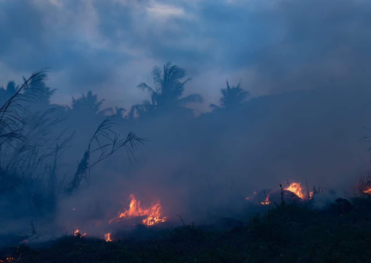 Smoke and flames in a forest scene